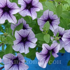 vivini violet vein.2jpg7_300x300